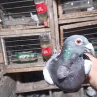 مگسی فری ماده تضمین|پرنده|نگین شهر, |دیوار