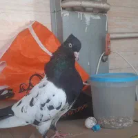 کله اهوازی ذات قدیم|پرنده|اهواز, کوی باهنر|دیوار