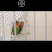 طوطی برزیلی|پرنده|تهران, ایرانشهر|دیوار