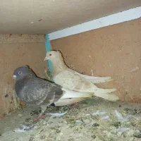 کفتر رنگی|پرنده|مشکیندشت, |دیوار