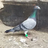 طرح فرش کبوتر