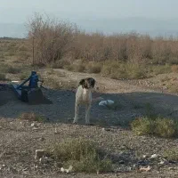 سگ سرابی افغان قهدریجان