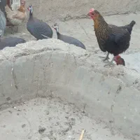 مرغ چینی