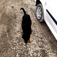 سگ ژرمن شولاین نر|سگ|رزن, |دیوار