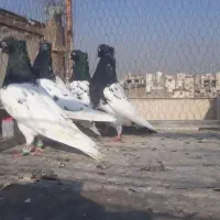 چهار عدد کله سیاه جفت