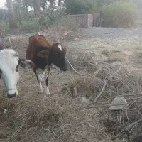 گوساله ماده فروشی