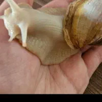 حلزون سوپرمولد تخم گذار ، باکس و خاویار تازه|خزنده|مشهد, شهرآرا|دیوار