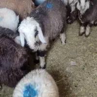 فروش ۱۲ راس بره نر