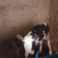 گاو‌سمینتال‌باگوساله|حیوانات مزرعه|بجنورد, |دیوار