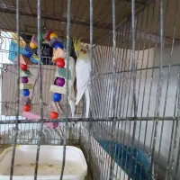 طوطی شهرک طالقانی|پرنده|بندر ماهشهر, |دیوار