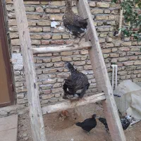 فروش مرغ و خروس نژاد گلین|حیوانات مزرعه|زرندیه, |دیوار