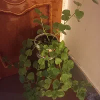 ختمی زینتی بودار|گل و گیاه طبیعی|اهر, |دیوار