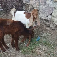 بزغاله نر و ماده عراقی|حیوانات مزرعه|صوفیان, |دیوار