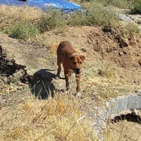 پیت بول نر فروشی یا معاوضه|سگ|شهریار, رضی آباد پایین|دیوار