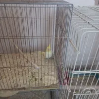 فروش عروس هلندی|پرنده|یزد, |دیوار