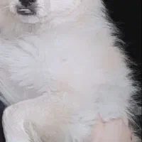 سگ پامر شیتزو|سگ|اهواز, کوی باهنر|دیوار