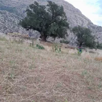 گروه پیمانکاری شهنی،ادرس دفتر زیتون کارمندی