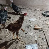 بوقلمون و لاری|حیوانات مزرعه|تربت جام, جامی|دیوار