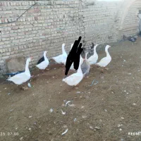 تعداد ۱۴ عدد غو غاز  ودورور۲۰  تا مرغ وخروس محلی