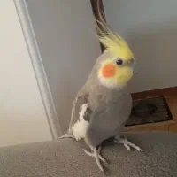 عروس هلندی نر