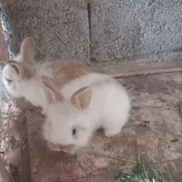 بچه خرگوش