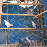 کفتر پرشی|پرنده|بهارستان, |دیوار