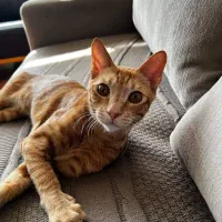 واگذاری رایگان گربه DSH در بندرعباس|گربه|بندرعباس, |دیوار