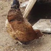 مرغ تخم گذار جوان