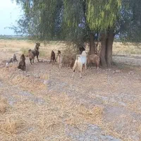 گوسفند|حیوانات مزرعه|رودبار (کرمان), |دیوار