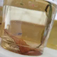 فروش ماهی زینتی|ماهی|دهلران, |دیوار