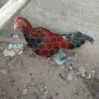 س دانگ سالم|حیوانات مزرعه|تاکستان, |دیوار