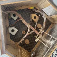 چهار عدد طوطی کوتوله با قفس زیبا