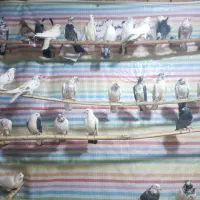 کبوتر جدید رسیددرلالجین|پرنده|لالجین, |دیوار