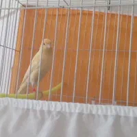 نربخوان مست