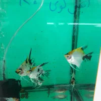 انواع گیاهخوار و گوشتخوار جدید|ماهی|کرمان, |دیوار