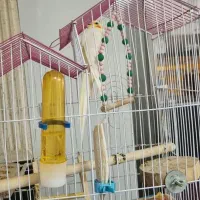 فروش عروس هلندی