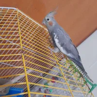 دو عدد عروس هلندی|پرنده|اصفهان, گلستان|دیوار