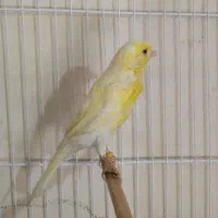 یک عددقناری دارم معاوضه بانرگسی یا کوتوله برزیلی