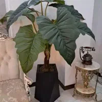 آلو کازیا درخچه