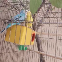 مرغ عشق