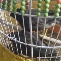 مرغ مینا خوشکل|پرنده|قم, نخودی|دیوار