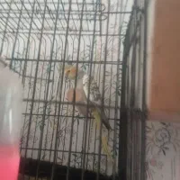 طوطی هلندی|پرنده|محمدیه-قزوین, |دیوار