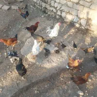 مرغ جوجه.اردگ|پرنده|بروجرد, |دیوار