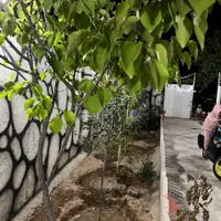 باغ ویلا مسکونی روستای کلاکوب داخل بافت با مجوز|فروش خانه و ویلا|مشهد, نوید|دیوار