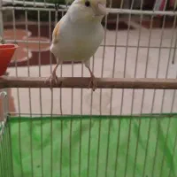 قناری ماده