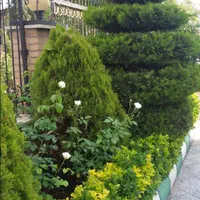 خدمات باغبانی ( گل وگیاه باغچه ای، آپارتمانی)|خدمات باغبانی و درختکاری|تهران, نیروی هوایی (پیروزی)|دیوار