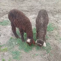 بره نروماده افشاری