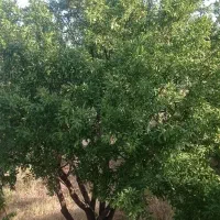 باغشهری|فروش زمین و ملک کلنگی|ارژن, |دیوار