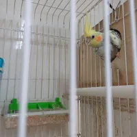 عروس هلندی نرو ماده|پرنده|رشت, حمیدیان|دیوار