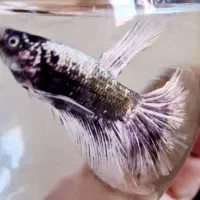 فایتر کلکسیونی|ماهی|پردیس, فاز ۱۱|دیوار